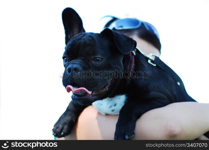 Face of a black french bulldog that looks very happy