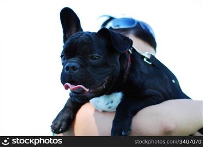 Face of a black french bulldog that looks very happy
