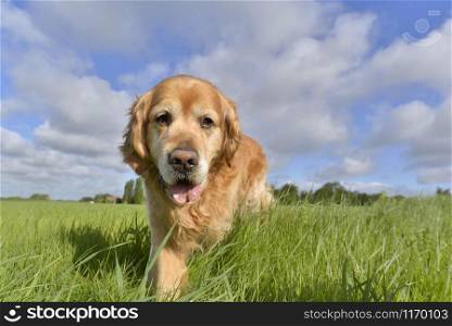 face of a dog golden retriever walking in a field