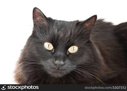 face of a long hair black cat isolated on white background