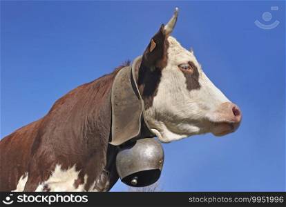 face of alpine brown and white cow wearing a bell on blue sky background 