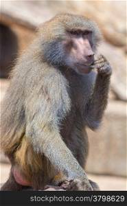face of an adult baboon