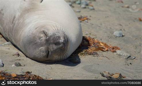 Face of an elephant seal sleeping on the beach near San Simeon California