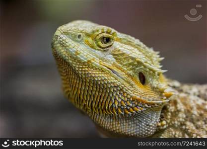 Face of bearded dragon (agama, Pogona vitticeps) lizard Bioexo