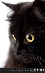 face of cute black cat