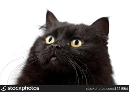 face of cute black cat isolated