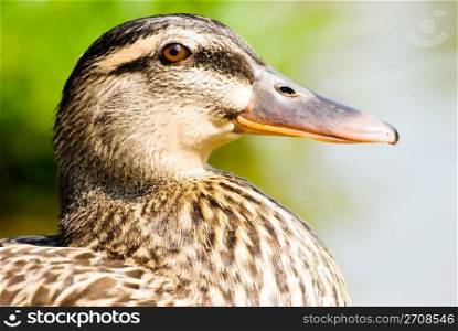 Face of female wild duck. maleness mallard.