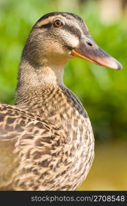 Face of female wild duck. maleness mallard.