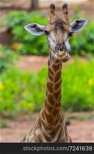 Face of Masai giraffe eating peaks around bush