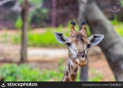 Face of Masai giraffe peaks around bush