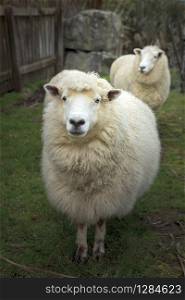 face of merino sheep in new zealand rural farm