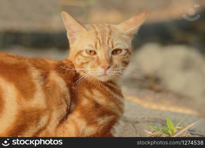 face of orange fur cat looking to camera