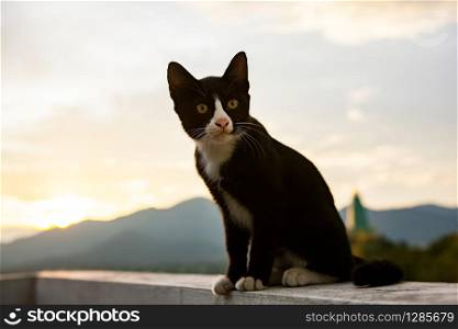 face of thai domestic black and white cat