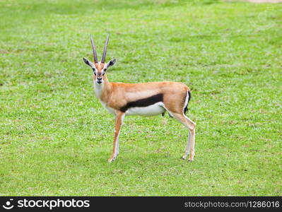 face of Thomson&rsquo;s gazelle standing on green grass field and looking to camera