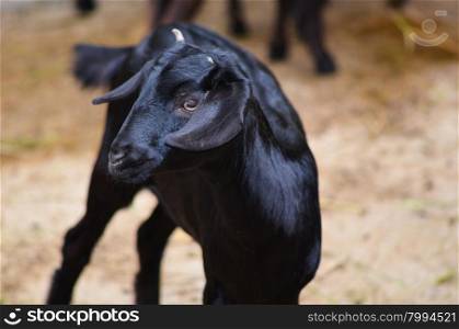 face of young black goat close-up