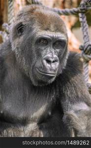 Face portrait of a young gorilla