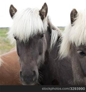 Faces of Icelandic horses in pasture