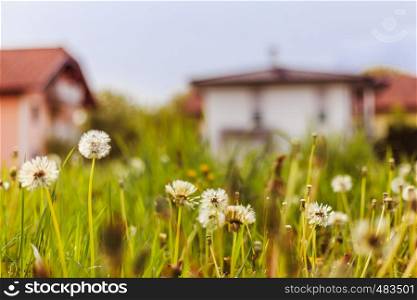 Faded dandelion flowers in foreground, blurry house in the background