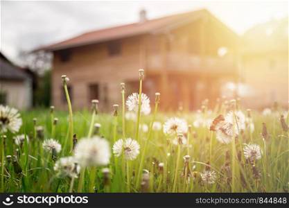 Faded dandelion flowers in foreground, blurry house in the background