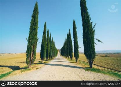Faded film filter - Tuscany landscape of cypress trees row along side road in countryside of Italy. Cypress trees define the signature of Tuscany known by many tourists visiting Italy.