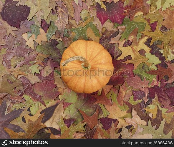 Faded foliage with single pumpkin for autumn holidays. Flat lay view