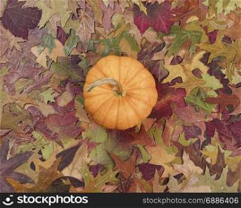 Faded foliage with single pumpkin for autumn holidays. Flat lay view