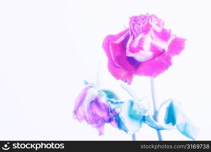 Faded Roses