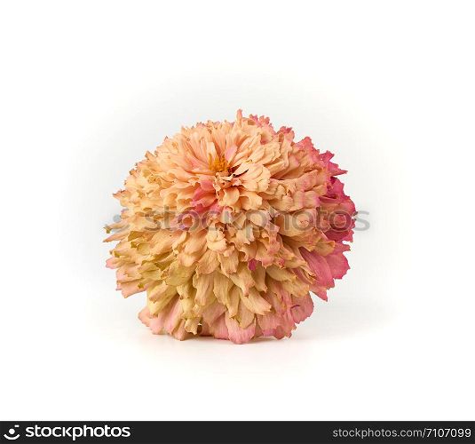fading bud of pink zinnia on a white background, close up