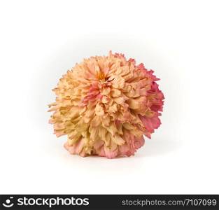 fading bud of pink zinnia on a white background, close up