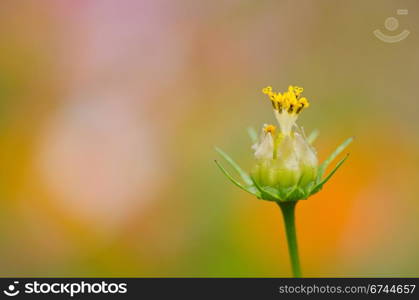 Fading cosmos flower. Close up of a single fading cosmos flower, Cosmos bipinnatus