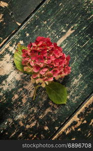 Fading pink hydrangea flower head on shabby chic wooden table