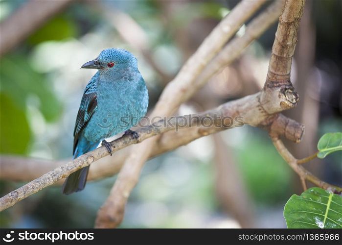 Fairy-bluebird of Malaysia and the Philippines on a Branch.