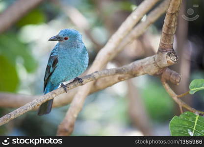 Fairy-bluebird of Malaysia and the Philippines on a Branch.