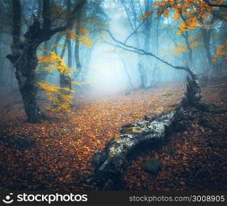 Fairy forest in blue fog. Mystical autumn forest with path in fog. Old Tree. Amazing landscape with trees, log, path, colorful orange leaves. Nature background. Foggy forest with magical atmosphere . Mystical autumn forest with path in fog. Old Tree