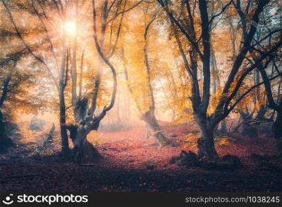Fairy forest in fog at sunrise in autumn. Magical trees with sun rays. Colorful dreamy landscape with foggy forest, gold sunlight, red and orange leaves. Beautiful enchanted trees in mist. Fall colors
