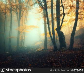 Fairy forest in fog. Fall woods. Enchanted autumn forest in fog in the evening. Old Tree. Landscape with trees, colorful orange foliage and green fog. Nature. Magical foggy forest. Autumn colors. Fairy forest in fog. Fall woods. Enchanted autumn forest in fog
