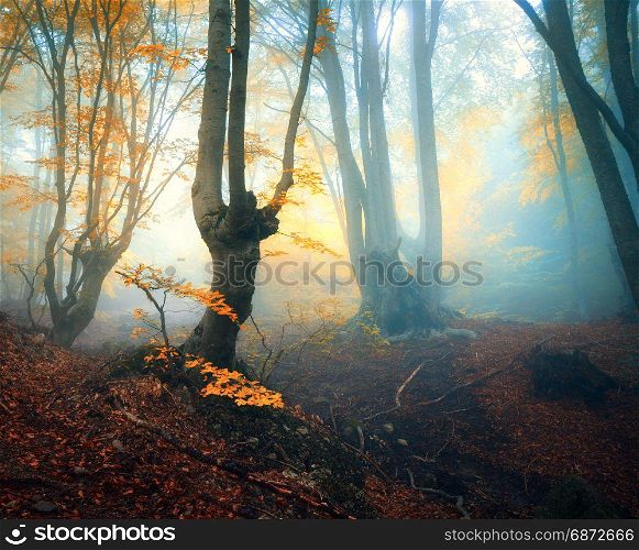 Fairy forest in fog. Fall woods. Enchanted autumn forest in fog in the evening. Old Tree. Landscape with trees, colorful yellow and red foliage and fog. Nature. Magical foggy forest. Autumn colors. Fairy forest in fog. Fall woods. Enchanted autumn forest