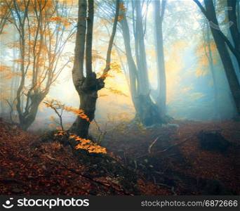 Fairy forest in fog. Fall woods. Enchanted autumn forest in fog in the evening. Old Tree. Landscape with trees, colorful yellow and red foliage and fog. Nature. Magical foggy forest. Autumn colors. Fairy forest in fog. Fall woods. Enchanted autumn forest