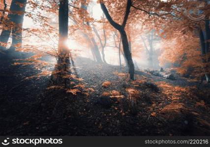 Fairy forest in fog in autumn. Magical old trees with sun rays at sunset in fall. Colorful dreamy landscape with foggy forest, sunlight, orange foliage. Morning enchanted trees in mist with sunbeams 