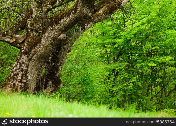 Fairy tale glade with old tree close up