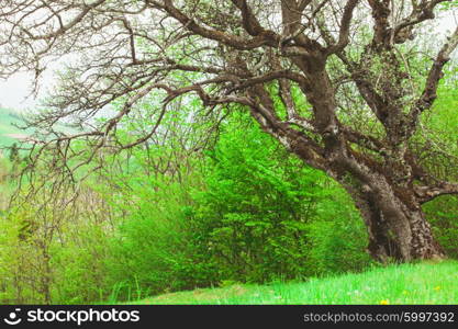 Fairy tale glade with old tree close up. Fairy tale glade