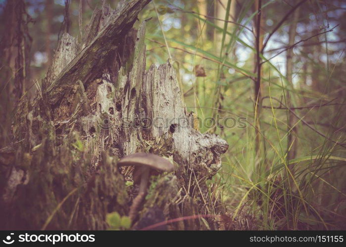 Fairy tale like old stump in the summer forest, filtered.