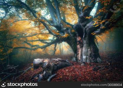 Fairy tree in fog. Old magical tree with big branches and orange leaves. Mystical autumn forest in fog. Magical forest. Amazing colorful landscape with misty tree with red foliage. Nature.Foggy forest. Fairy tree in fog. Old magical tree with big branches and orange