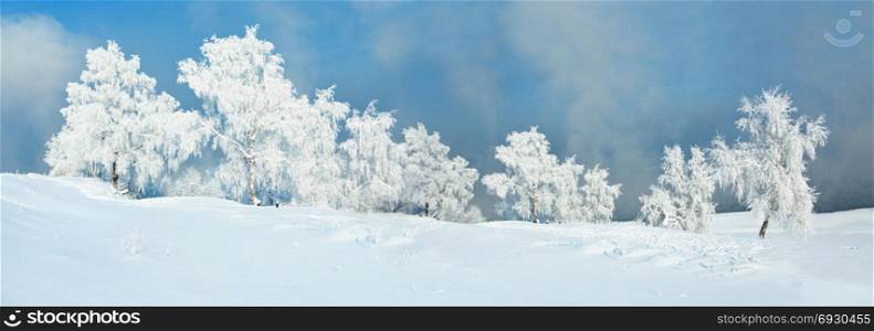 Fairy Winter Landscape: Snow Trees Covered by Frost on a White Meadow Covered with Snow with Blue Sky
