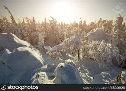 Fairy winter landscape with snow covered trees. Fantastic winter landscape. Dramatic overcast sky. Beauty world. Snowy forest