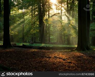 Fairytail forest. beech forest with fog and warm sunshine in autumn, fall