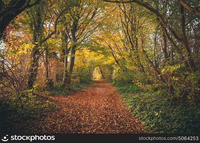 Fairytale forest in the fall with colorful trees in autumn colors covering a forest trail with autumn leaves