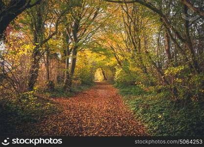 Fairytale forest in the fall with colorful trees in autumn colors covering a forest trail with autumn leaves