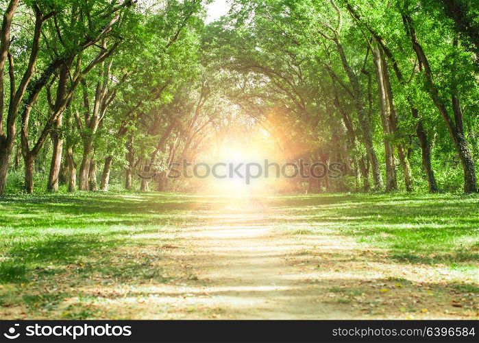 Fairytale forest landscape - old acaciatrees stretch to the sun, they formed an arch. Fairytale forest landscape