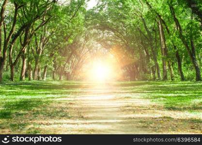 Fairytale forest landscape - old acaciatrees stretch to the sun, they formed an arch. Fairytale forest landscape